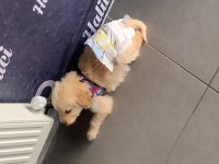 Yavru Golden Retriever