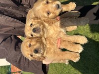 Golden retriever bebekler dişi erkek var