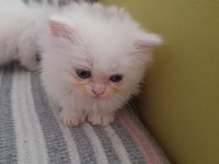 2 AYLIK BLUE POİNT BRİTİSH LONGHAİR KEDİLERİMİZ