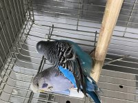 Has Jumbo çift A kalite muhabbet kuşları
