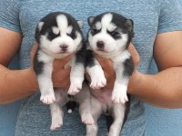 A KALİTE EMSALSİZ SAFKAN HUSKY YAVRULAR