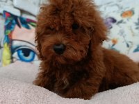 Toy poodle erkek yavrumuz