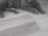 British longhair erkek