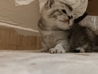 Kedimiz Çakırı sahiplenir misin