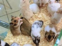 HAMSTER ANTALYA ADRESE AYNI GÜN TESLİM