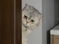 BRİTİSH SHORTHAİR KEDİMİZE YUVA ARIYORUZ