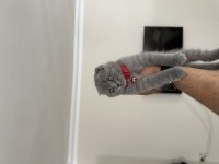 Son kalan scottish fold yavrumuz yeni yuvasını bekliyor