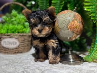 SAFKAN ORJİNAL IRK YAVRU KÖPEKLER