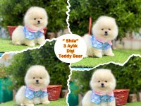 Pomeranian boo dişi erkek