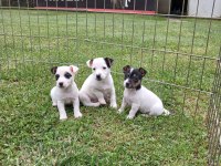 AKKUŞ ÜRETİM ÇİFTLİĞİNDEN JACK RUSSELL YAVRULARI