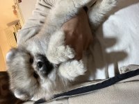Uygun Pomeranian boo