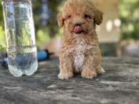 Orijinal Maltipoo yavruları