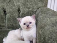 Yavru british longhair cins