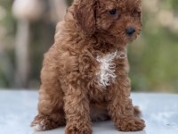 Korea kan toy poodle bebekler