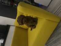 Toy Poodle Çok Akıllı Bir Kuzucuk