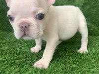 Egzotik french bulldog bebekler yeni yuvasını arıyor