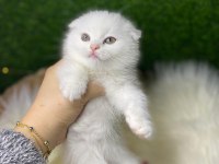 British Shorthair Scottish Fold
