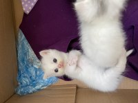 British shorthair yavru kedimiz