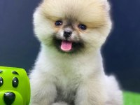 Irk garantili pomerian boo yavrular