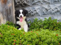 Border Collie Köpeği Yavrularımız