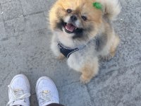 Sınıfının en iyisi pomeranian
