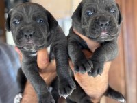 İri mavi gözlü blue cane corso yavrularım