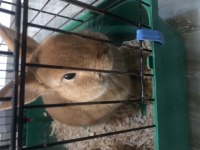 Safkan Damızlık Hollanda Cücesi - Karamel Renk Erkek