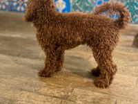 Köpeğimiz Danten aile arıyor