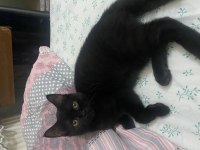 Bombay kedimiz bolu