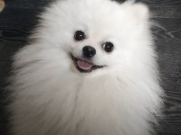 ES ILANI SUT BEYAZ POMERANİAN
