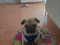 Eğitimli pug