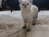 Teslime hazır british shorthair kuzucuklar