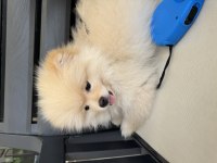 3 Aylık Pomeranian