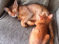 Safkan Secereli Anne Babadan Abyssinian Yavrular