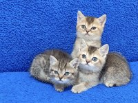 YENİ YUVASINA GİTMEYE HAZIR  BRİTİSH PONÇİK
