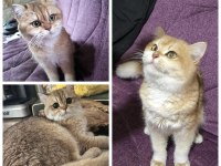 ŞECERELİ BRİTİSH SHORTHAİR GOLDEN KEDİLER