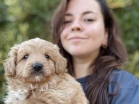 Mini Doodle Yavru Ailesini Bekliyor