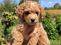 MALTİPOO BİBLO MİNİ BOY ERKEK