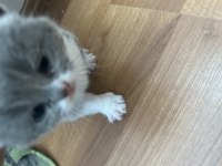 Scottish fold yavrularımız sahiplendirilecektir