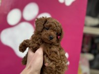 OYUNCAK DEĞİL GERÇEK POODLE BEBEKLER