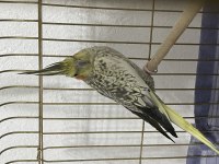 Erkek ara sıra konuşan yaşında sultan papağanı