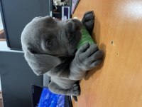 Cane corso kızımıza yeni yuva arıyoruz
