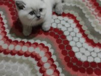 British shorthair kediler