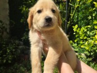 Golden retriever yavru 3 aylık