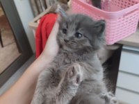 Erkek british longhair