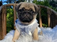 Irk Garantili Pug Yavruları