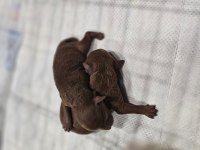 BABA TEACUP POODLE ANNE MEDİUM POODLE