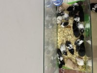 Yavru ve yetişkin Hamster