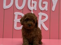 KIVIR KIVIR POODLE YAVRULARIM ÖMÜRLÜK AİLESİNİ ARIYOR