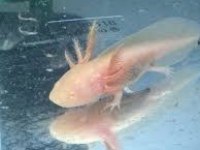 Axolotl semenderi çok tatlı Adana